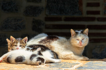 Stray cat with three kittens
