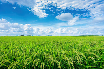 Thai Tapestry Rice Fields in the Countryside