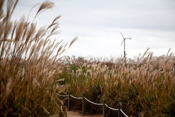 View of the swaying reed in the wind - obrazy, fototapety, plakaty