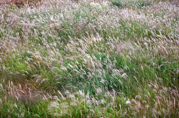 High-angle view of the swaying reeds in the wind