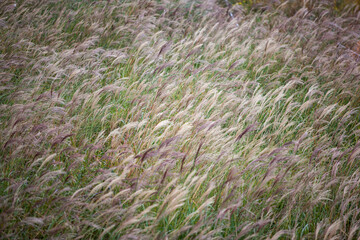 High-angle view of the swaying reeds in the wind