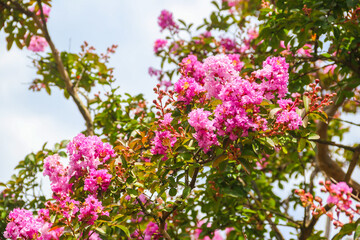 Pink blossom of crape myrtle (Lagerstroemia indica)