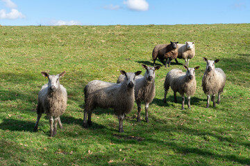 Blue Faced Leicester ewes in a field in Northumberland, UK