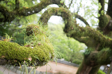福岡県 / 太宰府天満宮