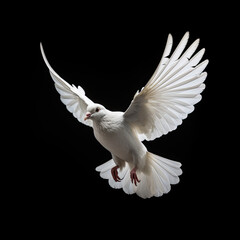 Majestic White Pigeon Soaring Against Dark Background