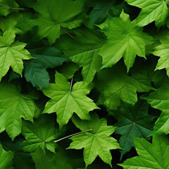 Vibrant Close-Up of Green Maple Leaves in Nature, Beautiful Foliage Detail in the Forest, Lush and Colorful Maple Leaves in the Wild