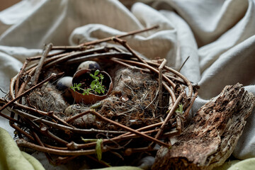A bird nest made of twigs and grass contains eggs, with a plant growing inside. This natural structure is home to terrestrial animals and was built using wood and soil