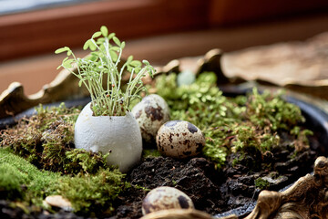 A terrestrial plant is emerging from an egg shell, turning into a grass or wood twig. This nonvascular land plant is a natural landscape ingredient, growing as groundcover on the soil