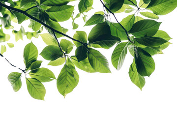 PNG Leaves nature tree vegetation. - obrazy, fototapety, plakaty