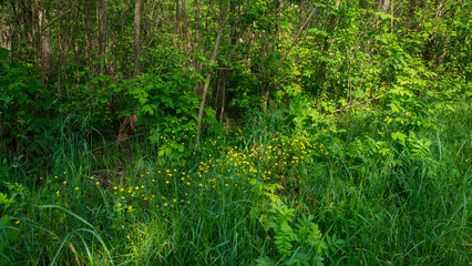 Thickets of deciduous forest and green meadow grass.