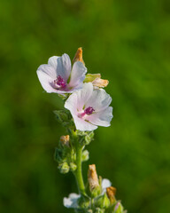 Altea medicinal blooms in the summer meadow.