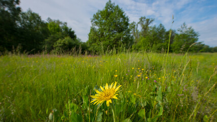 One Tragopogon Dubius flower against the background of the meadow.