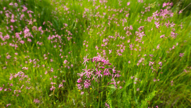 Meadow pink flowers and green herbs in May.