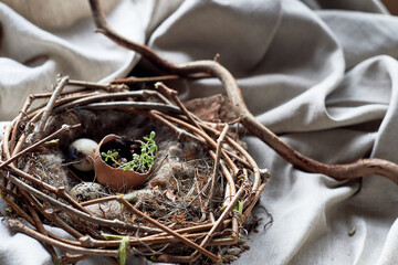 A bird nest made of twigs, grass, and natural materials, with a broken egg inside. The nest is built on the ground using soil, wood, and terrestrial plants - 786192348