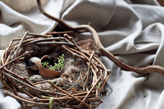 A bird nest made of twigs, grass, and natural materials, with a broken egg inside. The nest is built on the ground using soil, wood, and terrestrial plants