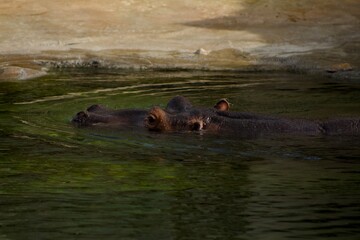 Hippopotamus in Prague Zoo