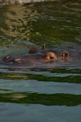 Fototapeta na wymiar Hippopotamus in Prague Zoo