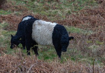 Belted Galloway cow on Northumberland moorland