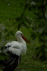 White stork in the grass in Prague Zoo