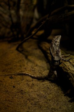 Frilled lizard in Prague Zoo