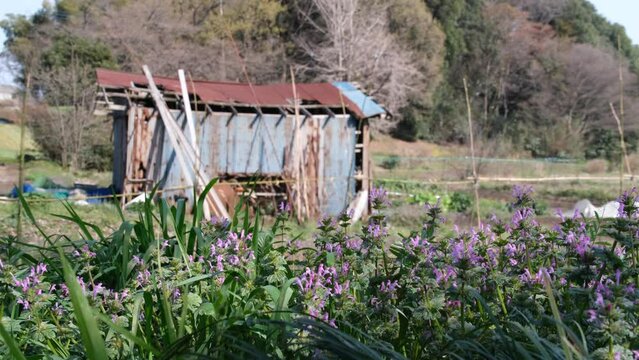 ホトケノザと小屋