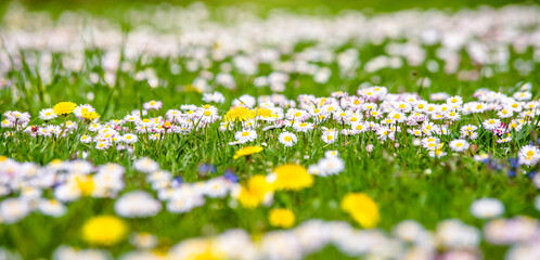 White small daisies blooming on grass background
