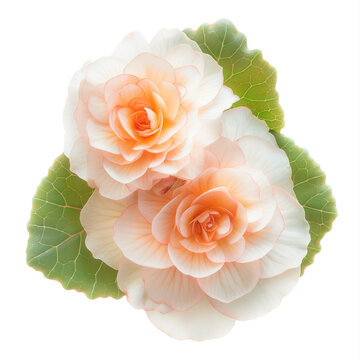 Beautiful flower plant, Begonia flower isolated on a white background