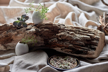 A terrestrial plant grows in a pot placed on a wooden base, showcasing a harmonious blend of natures ingredients for an artistic touch in home decor