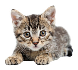 PNG Cute little kitten animal mammal cat.