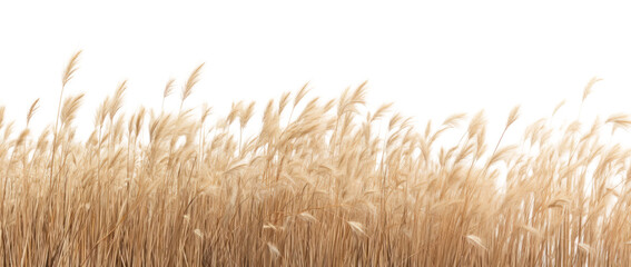 Fototapeta premium PNG Dry grass field outdoors plant wheat