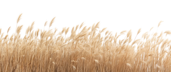 PNG Dry grass field outdoors plant wheat