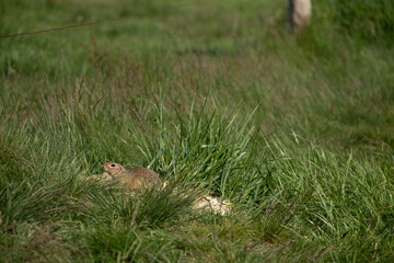 European ground squirrel in the grass.