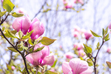 Pink magnolia flowers. Flower bud on a tree branch in the garden. Spring blooming nature spring