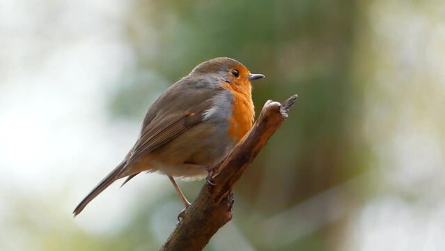 Closeup footage of European robin perching on a broken bare branch in daytime with blur background