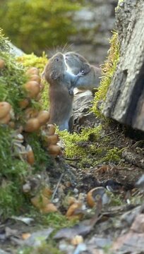 Vertical footage of pair of bank voles standing by a big tree trunk fighting on a sunny day