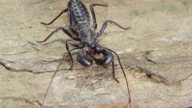 Giant vinegaroon (Mastigoproctus giganteus) walking on a rock with blur dark background