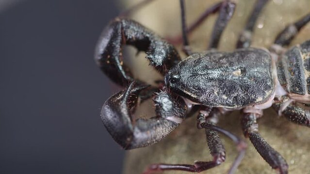 Closeup footage of giant vinegaroon (Mastigoproctus giganteus) stands on a rock with blur background