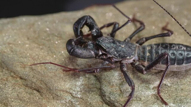Closeup footage of a giant vinegaroon (Mastigoproctus giganteus) walking on a rock