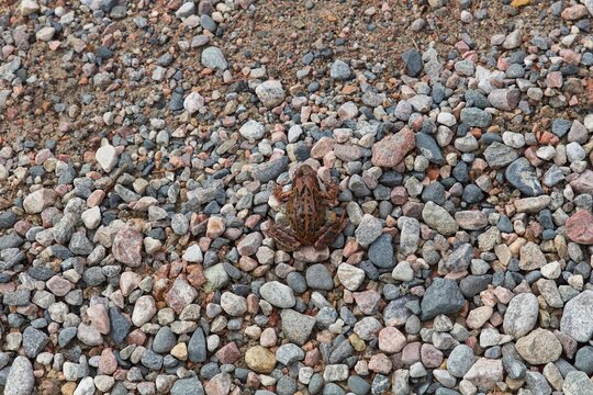 Common frog (Rana temporaria) on a gravel road in cold spring weather.