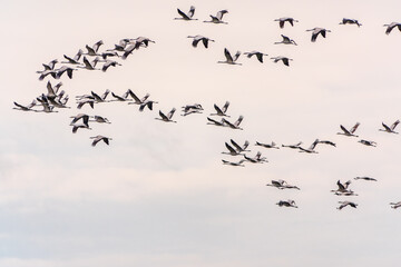 Naklejka premium Flying cranes flock against blue sky