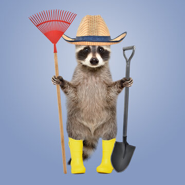 Raccoon in a gardening hat and rubber boots with a broom and shovel in his hands standing on a blue background