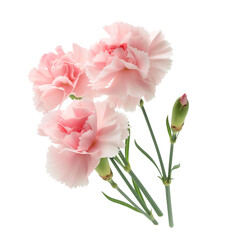 Obraz na płótnie Canvas Beauty carnation flower isolated on a white background