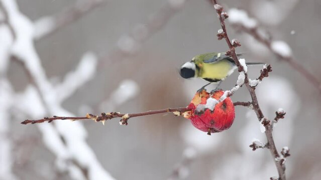 Bird - Colorful great tit ( Parus major ) perched on a feeder, photographed in horizontal, amazing background, winter time