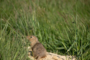 Naklejka na ściany i meble European ground squirrel in the grass. (spermophilus citellus)