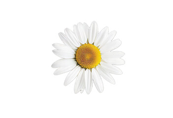 daisy isolated on white background