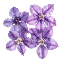 Beautiful purple clematis flower isolated on a white background