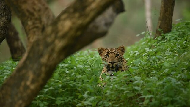 full shot of wild indian male leopard or panther or panthera pardus with eye contact in natural green grass showing only his face in safari at jhalana forest leopard reserve jaipur rajasthan india