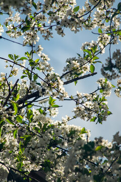 White cherry blossom on the background of the blue sky