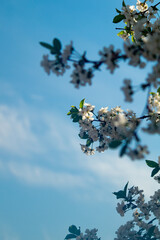 White cherry blossom on the background of the blue sky