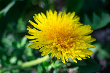 Yellow dandelion close up among the grass